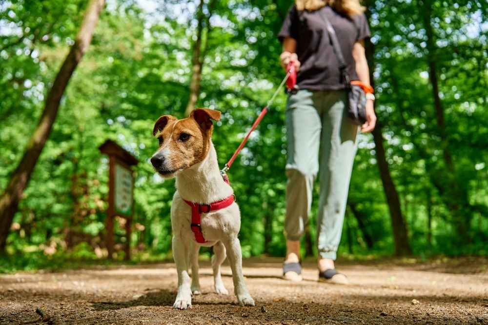 Dog training at the park