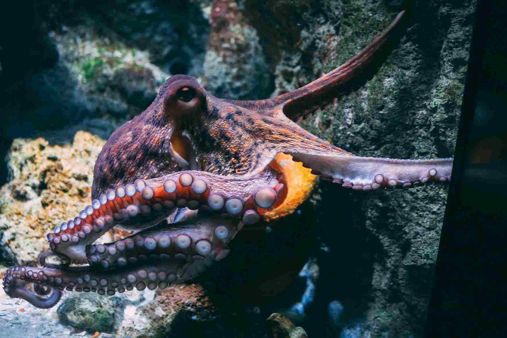 How Many Brains Do Octopuses Have What You Need to Know
