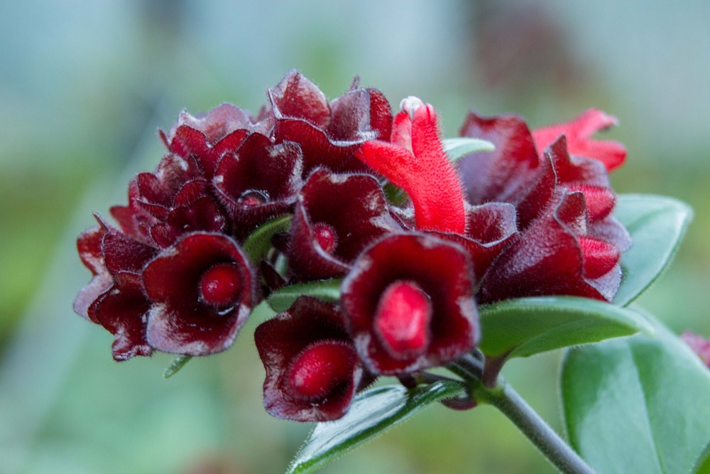 Lipstick Plant