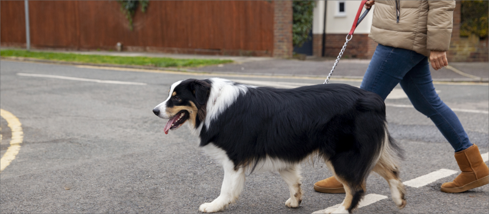 TRAIN A DOG TO WALK ON A LEASH