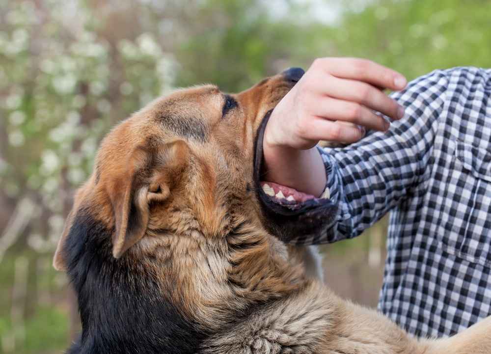 Understanding Dog Owner Liability in Illinois
