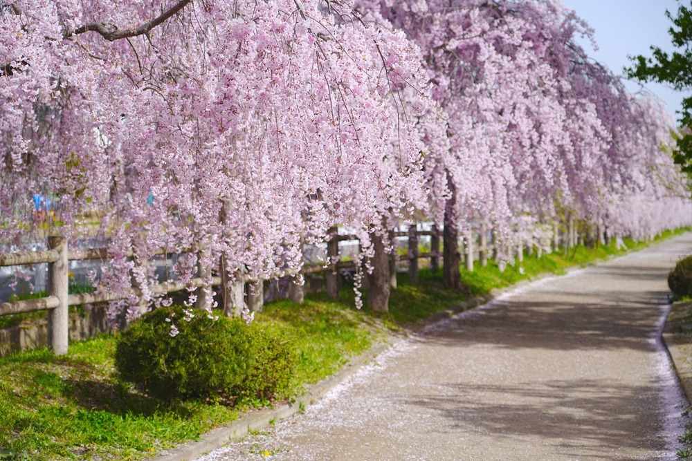 weeping cherry tree