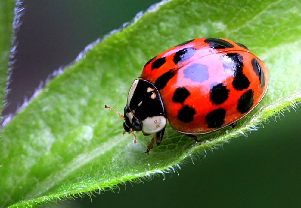 What Do Ladybugs Eat