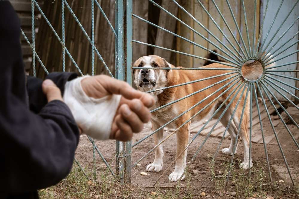 When Puppy Love Turns to Puppy Bite