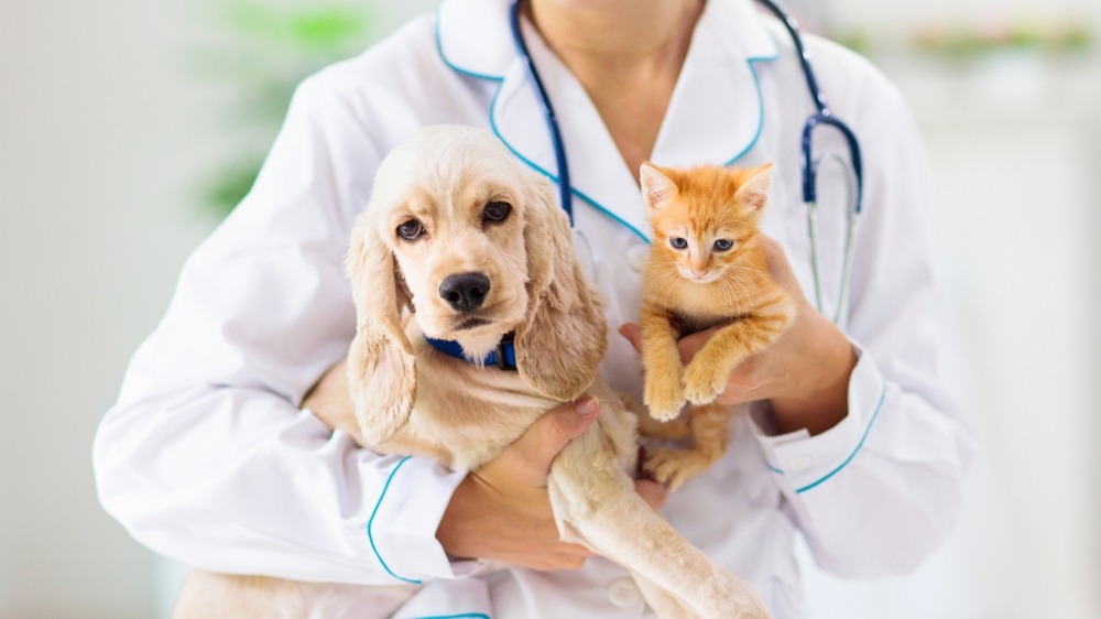 When to Rush Your Furry Friend In